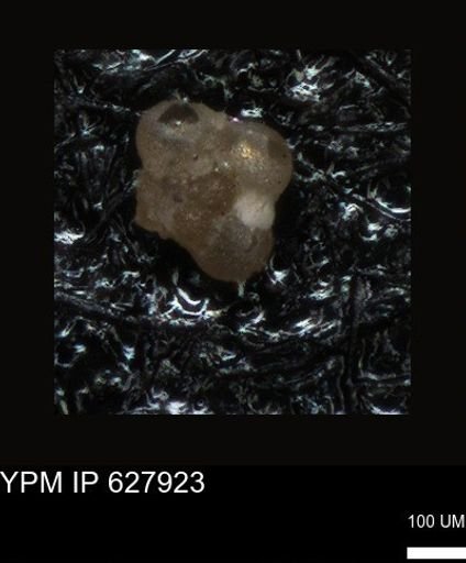 undet. Foraminiferida