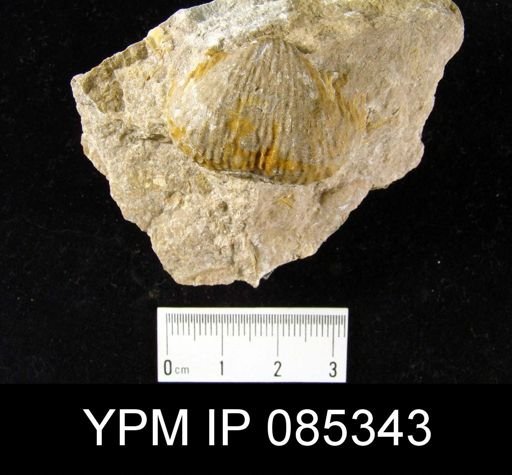 Juresania nebrascensis