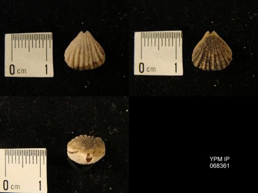 Rhynchotrema minnesotensis