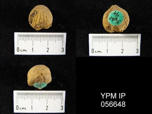 Uncinulus lindenensis