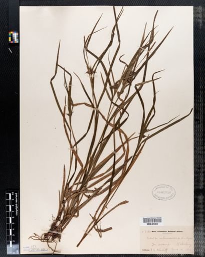 Carex intumescens