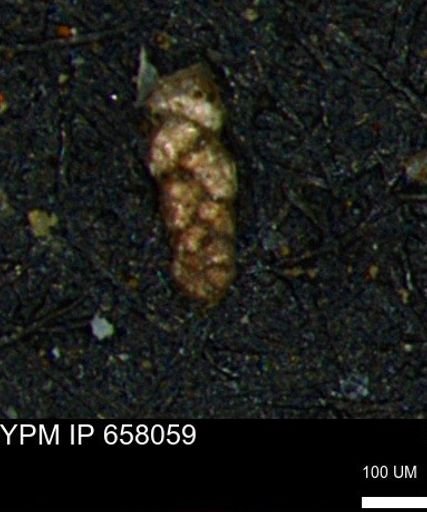 Ammobaculoides phaulus