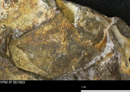 undet. Bivalvia