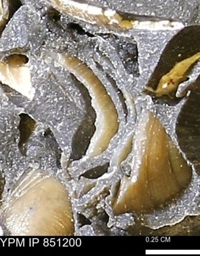 Limopsis striatopunctatus