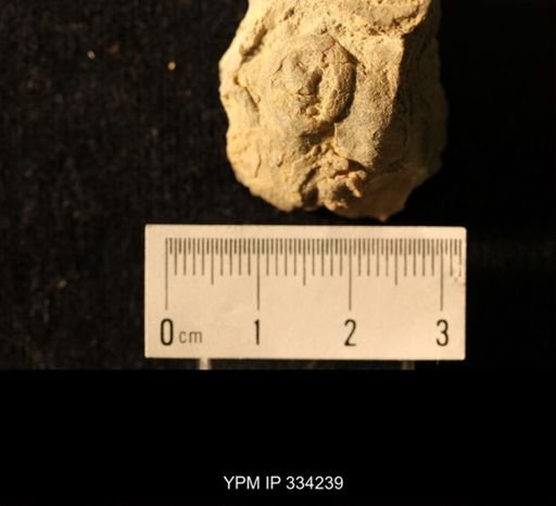 Agelacrinites