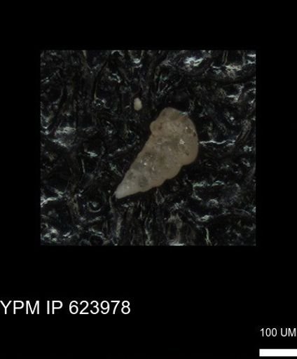 undet. Heterohelicidae