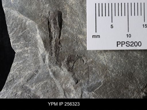 Eurypterida