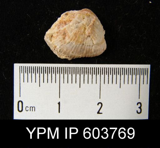 Productus cf. carbonarius