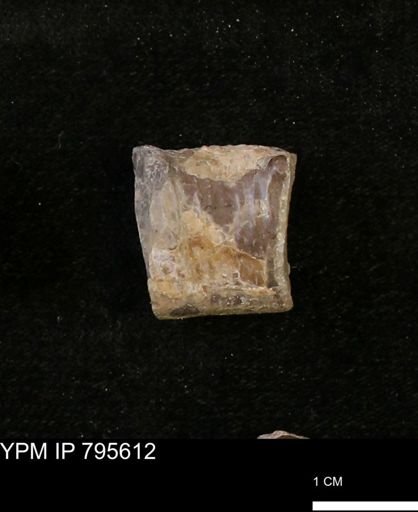 Baculites sp.