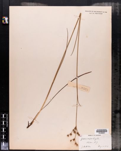 Juncus caesariensis