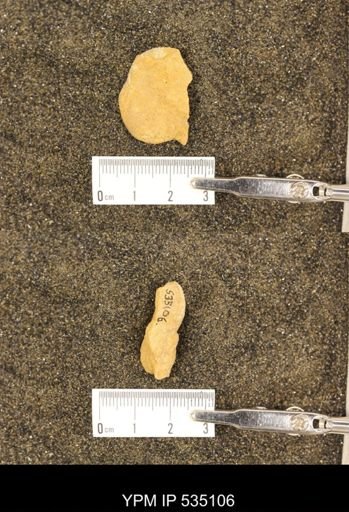 Scaphites cf. aquilaensis