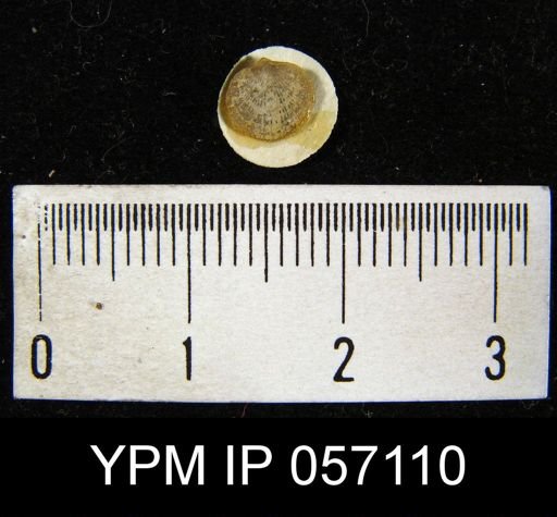Dalmanella pygmaea