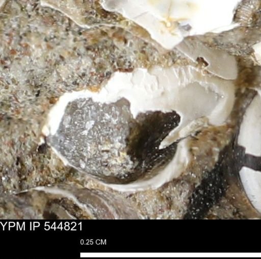 Corbulamella gregaria