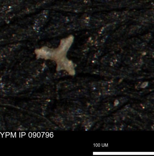 undet. Porifera