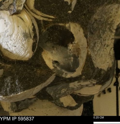 Protocardia sp.