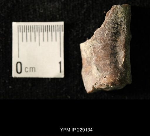 Pseudorthoceras knoxense