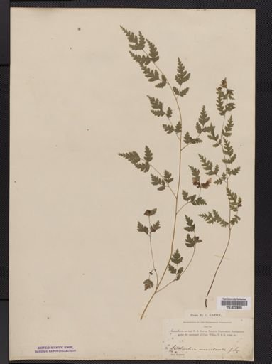 Pteris
