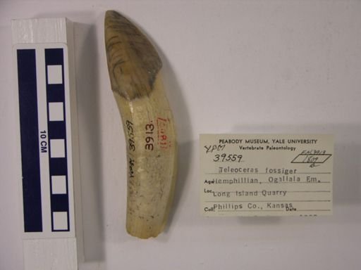 Teleoceras fossiger