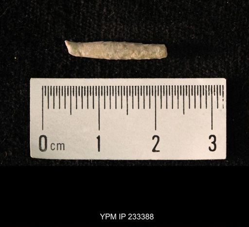 Archaeocidaris sp.
