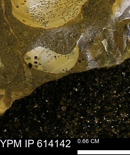 undet. Bivalvia