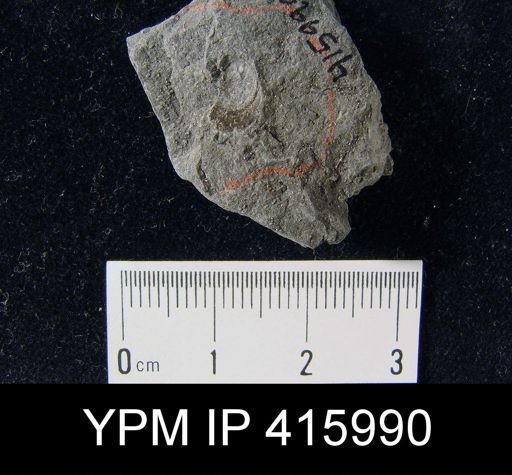 Lingula umbonata