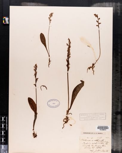 Habenaria