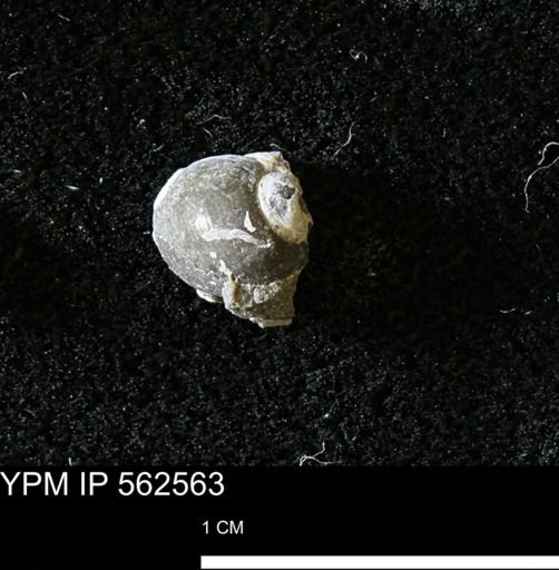 undet. Gastropoda