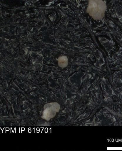 undet. Foraminiferida
