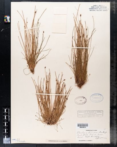 Eleocharis diandra