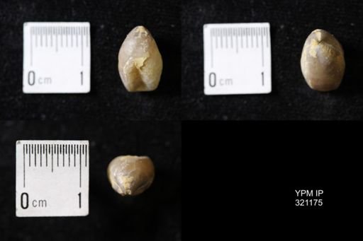 Dielasma turgida