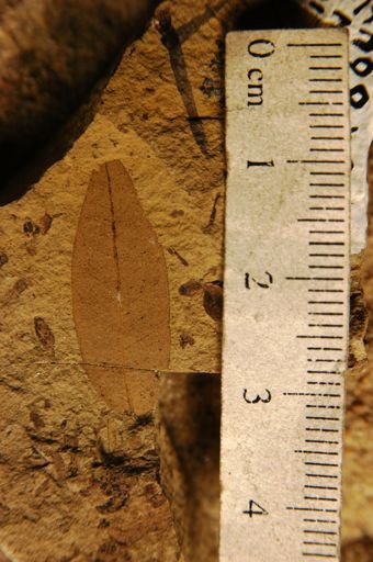 Quercus dayana