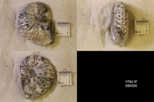 undet. Scaphitidae