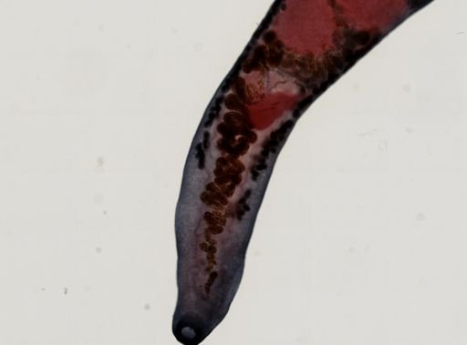 Haematoloechus medioplexus