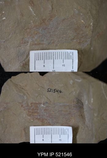 Nautiloidea?