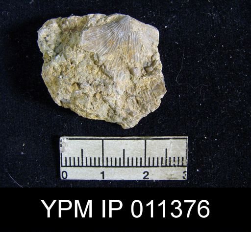 Orthotetella wolfcampensis