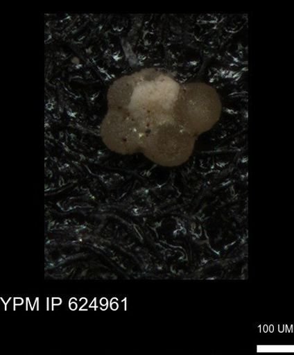 undet. Rugoglobigerinidae