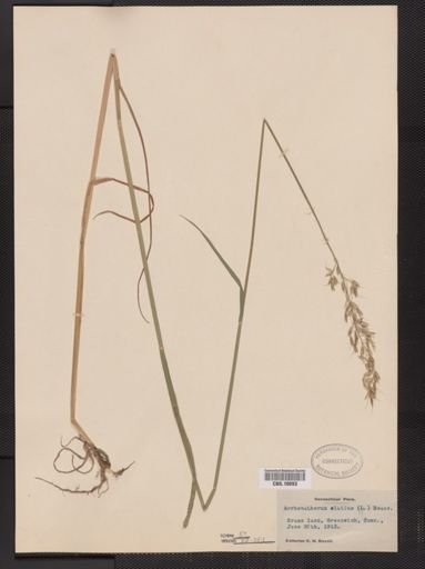 Arrhenatherum elatius