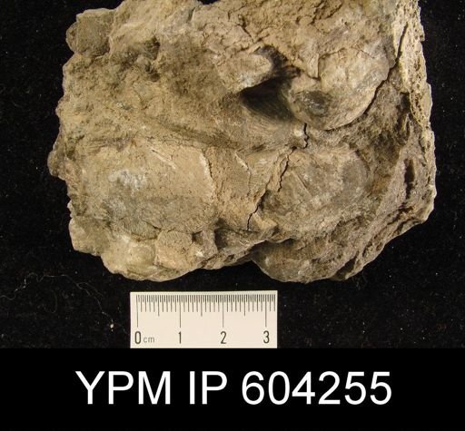 Gypidula simplex
