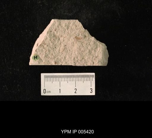Protelytropsis grandis