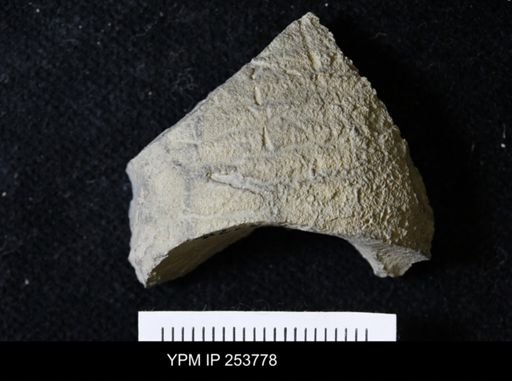 Scaphitidae