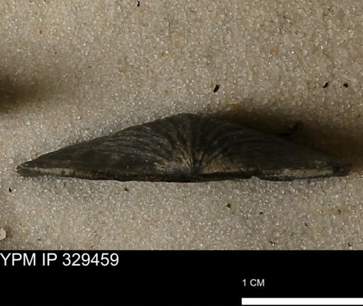 Stropheodonta demissa