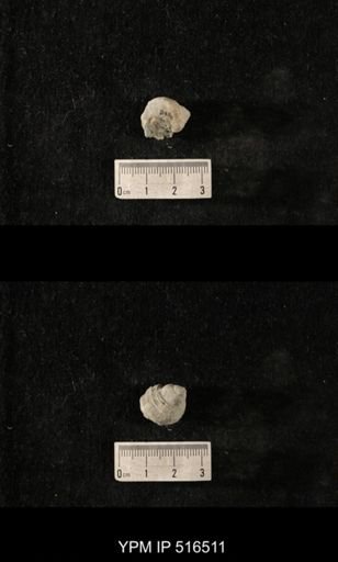 Cyclonema varicosum