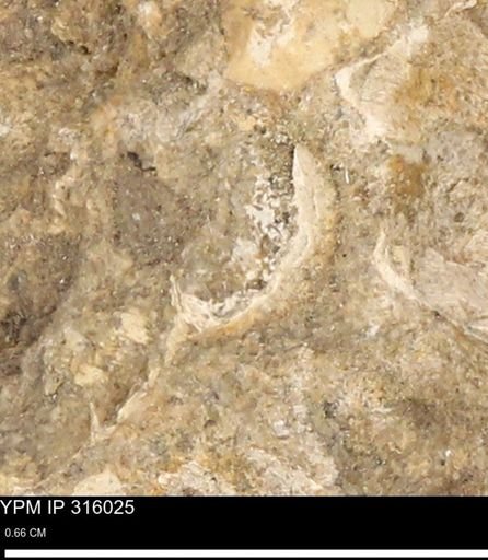 undet. Mollusca