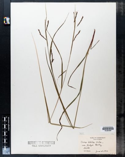 Carex debilis