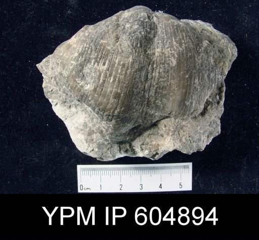 Spirifer (Mesochorispira) sp.