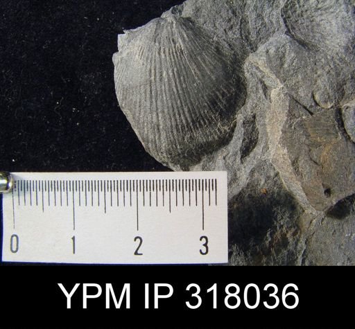 Pseudoatrypa devoniana