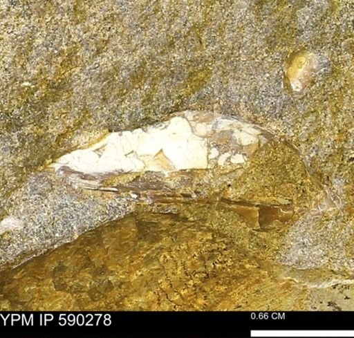 undet. Bivalvia