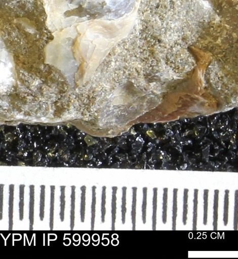 undet. Bivalvia