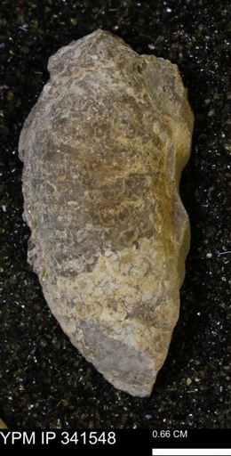 Scaphites sp.