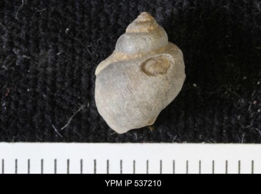 Viviparus montanaensis